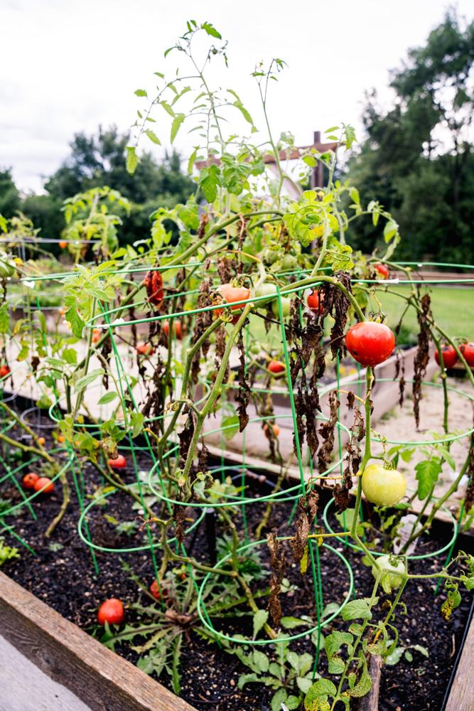 Organic garden beds on the Providence Farm property
